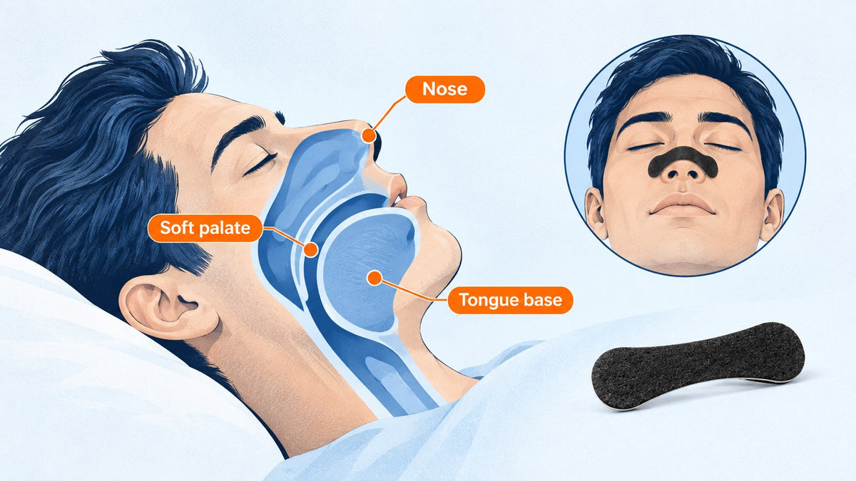 Diagram of upper airway showing why snoring starts suddenly